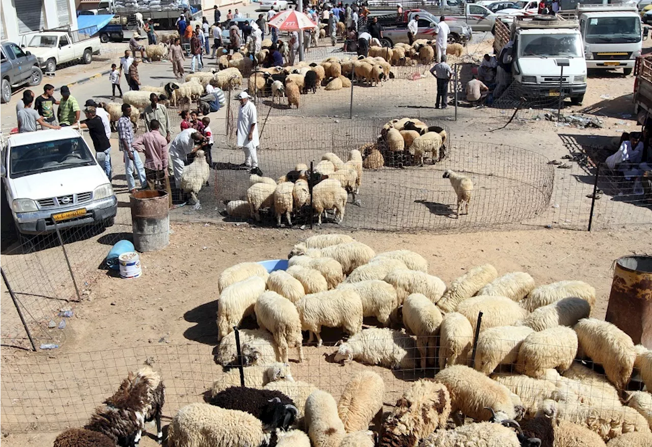 ليبيا.. 145 إصابة بسبب الاستخدام الخاطئ لأدوات ذبح الأضاحي في أول أيام العيد