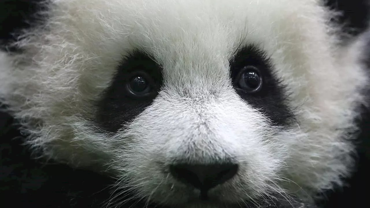 What is panda diplomacy, and how is China using it in Australia?