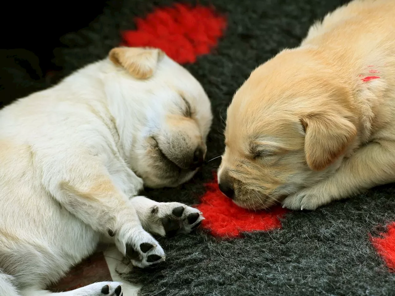 Watch: Meet the dog with 300 siblings now doing her bit to help change lives