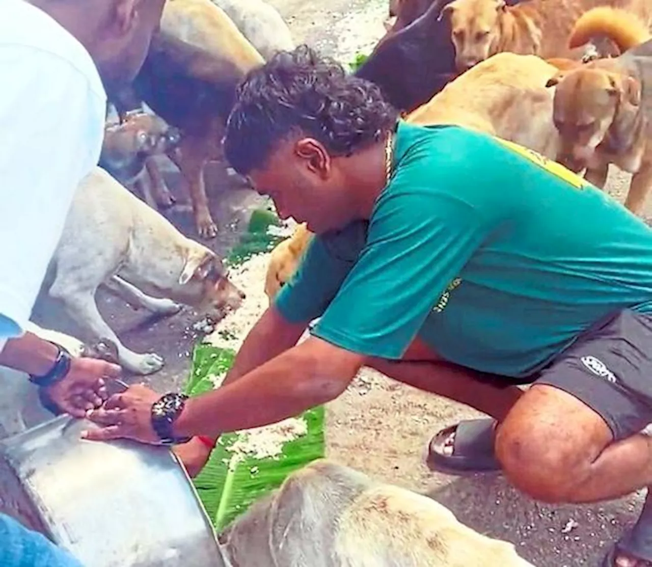 Group making sure strays in JB are fed