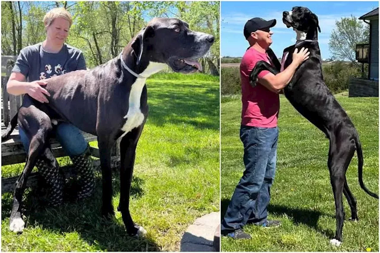 Gentle Giant: Great Dane In The Us Named Kevin Recognised By Guinness 