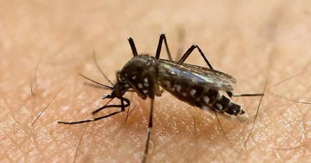 Dengue cases plateauing but DOH warns amid rainy season