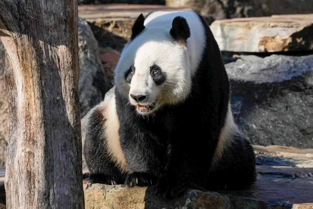 Australia to get new giant pandas from China