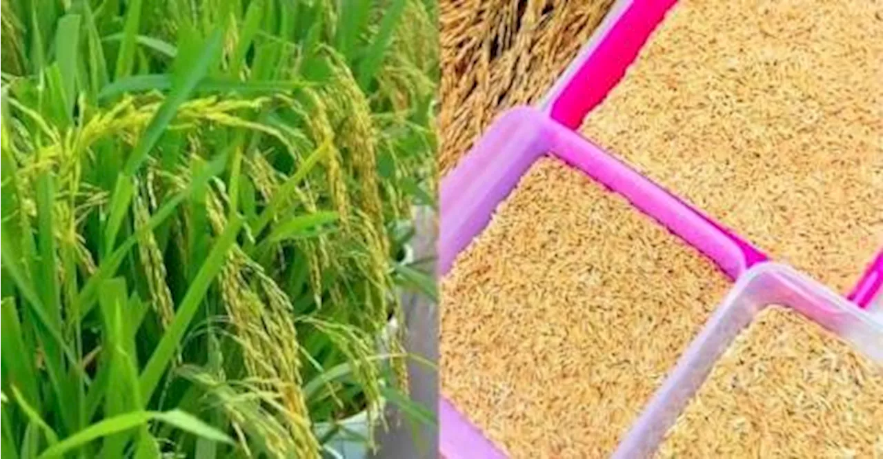 Woman harvests 3kg of rice in homegrown paddy attempt