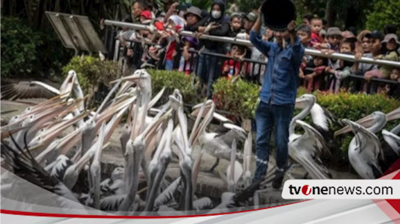 Incar Lonjakan Pengunjung, Taman Margasatwa Ragunan Tetap Buka dan Layani Pengunjung Saat Hari Raya Idul Adha