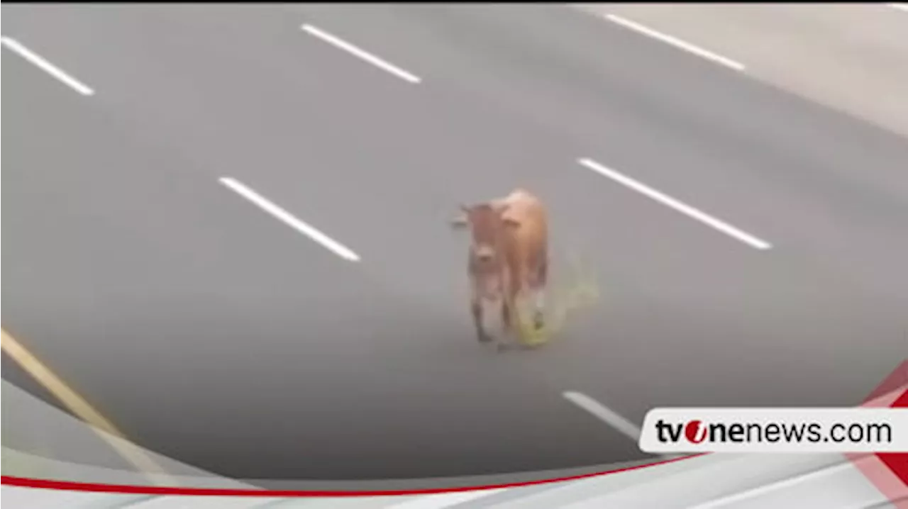 Viral Sapi Kurban Berkeliaran di Tol Jagorawi, Polisi: Itu dari Arteri Lepas Masuk ke Tol