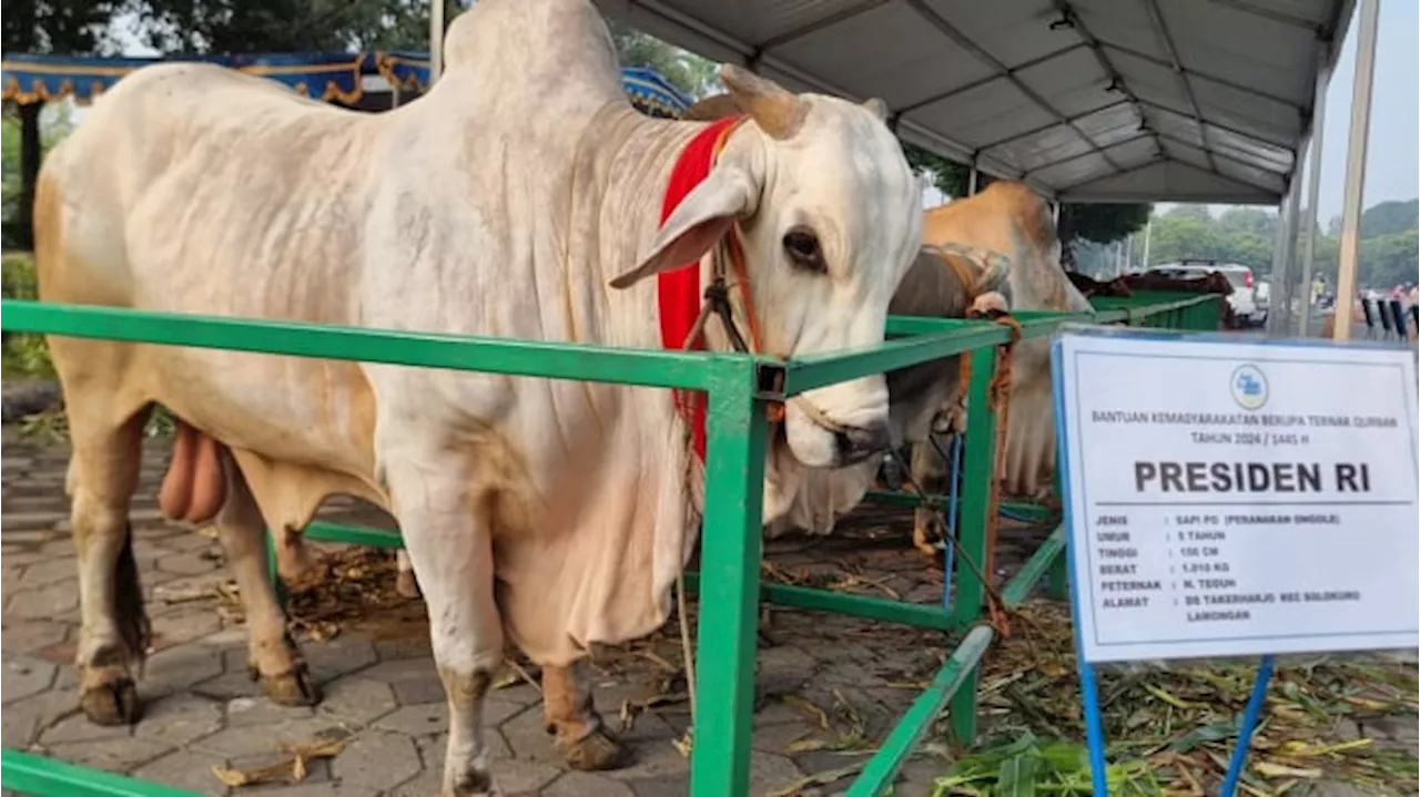 Gagahnya Sapi Kurban Jokowi di Masjid Al Akbar Surabaya, Namanya Brebes Mili