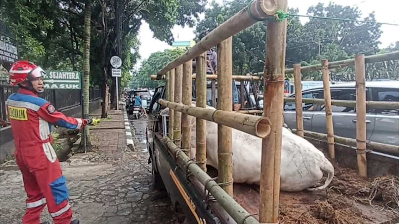 Momen Sapi Lepas Mengamuk di Lubang Buaya Jaktim, Sempat Ganggu Pengguna Jalan