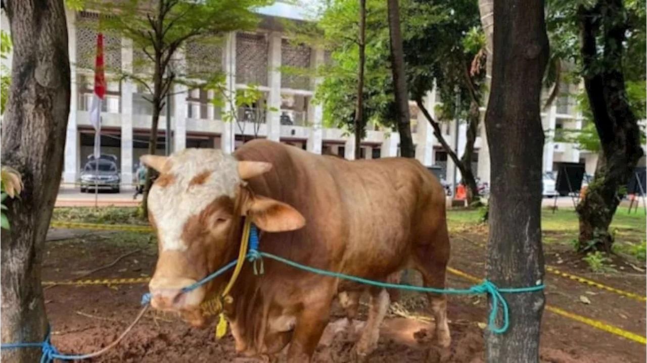 Toleransi saat Idul Adha, Gereja Katedral Jakarta Sumbang Sapi untuk Masjid Istiqlal
