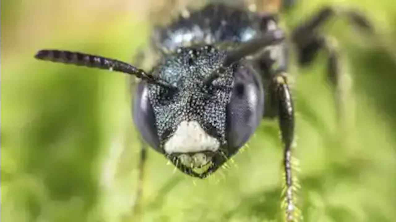 BUND Bremen: So helfen Sie den Insekten in Ihrem Garten