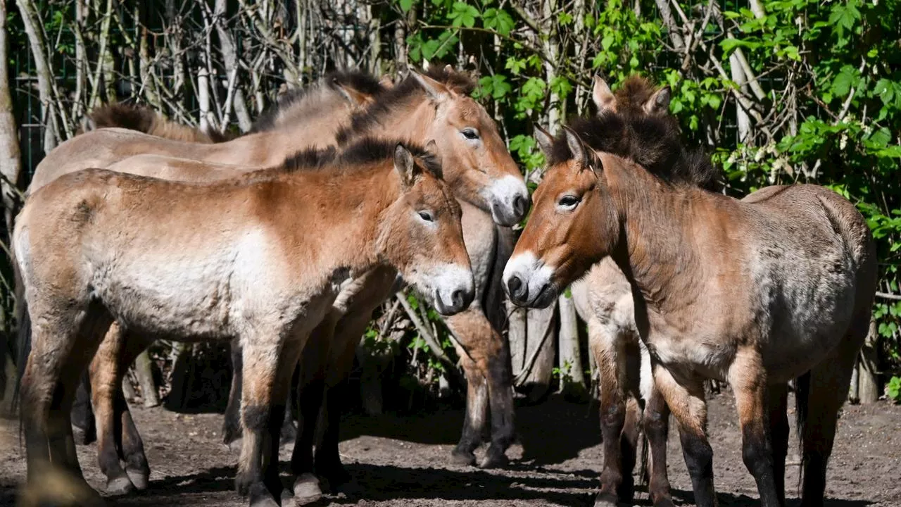 Wildpferde in Kasachstan: Rückkehr der Przewalski-Pferde