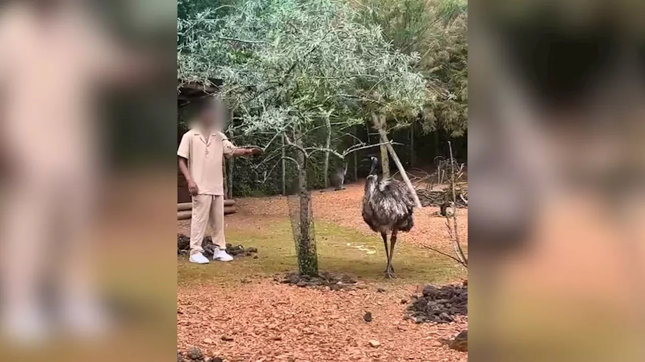 Zoo Zürich: Mann betritt Emu-Gehege