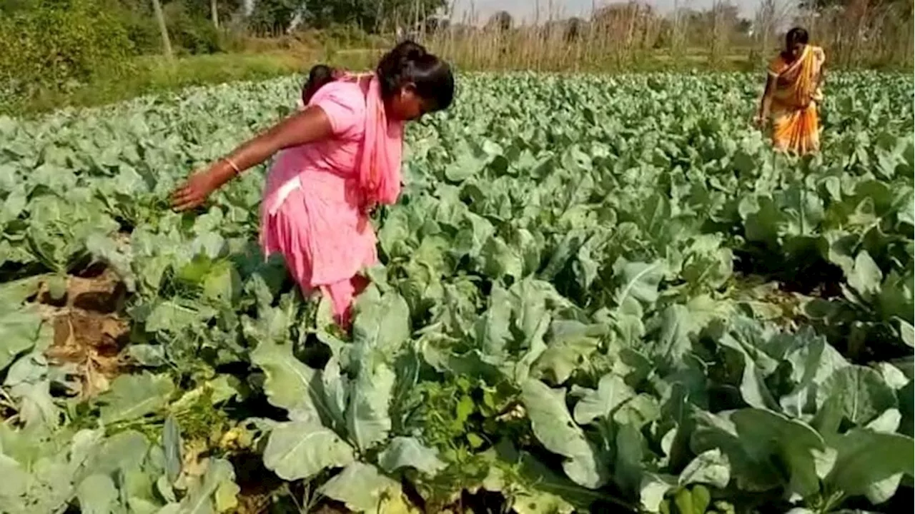 हीटवेव के कारण सब्जियों की पैदावार में आई कमी, बचाव के लिए अपनाएं ये तरीका