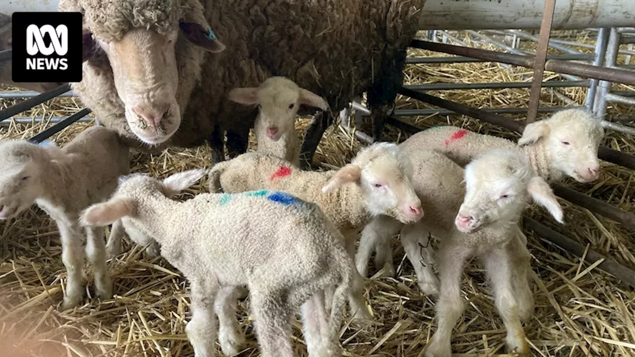 Merino ewe gives birth to six lambs 'in incredibly rare' event at SA Mid North stud farm