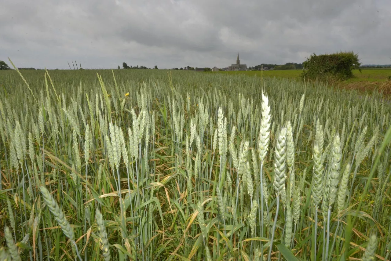 Allergie aux pollens : la Manche n'échappe pas aux alertes | La Presse de la Manche