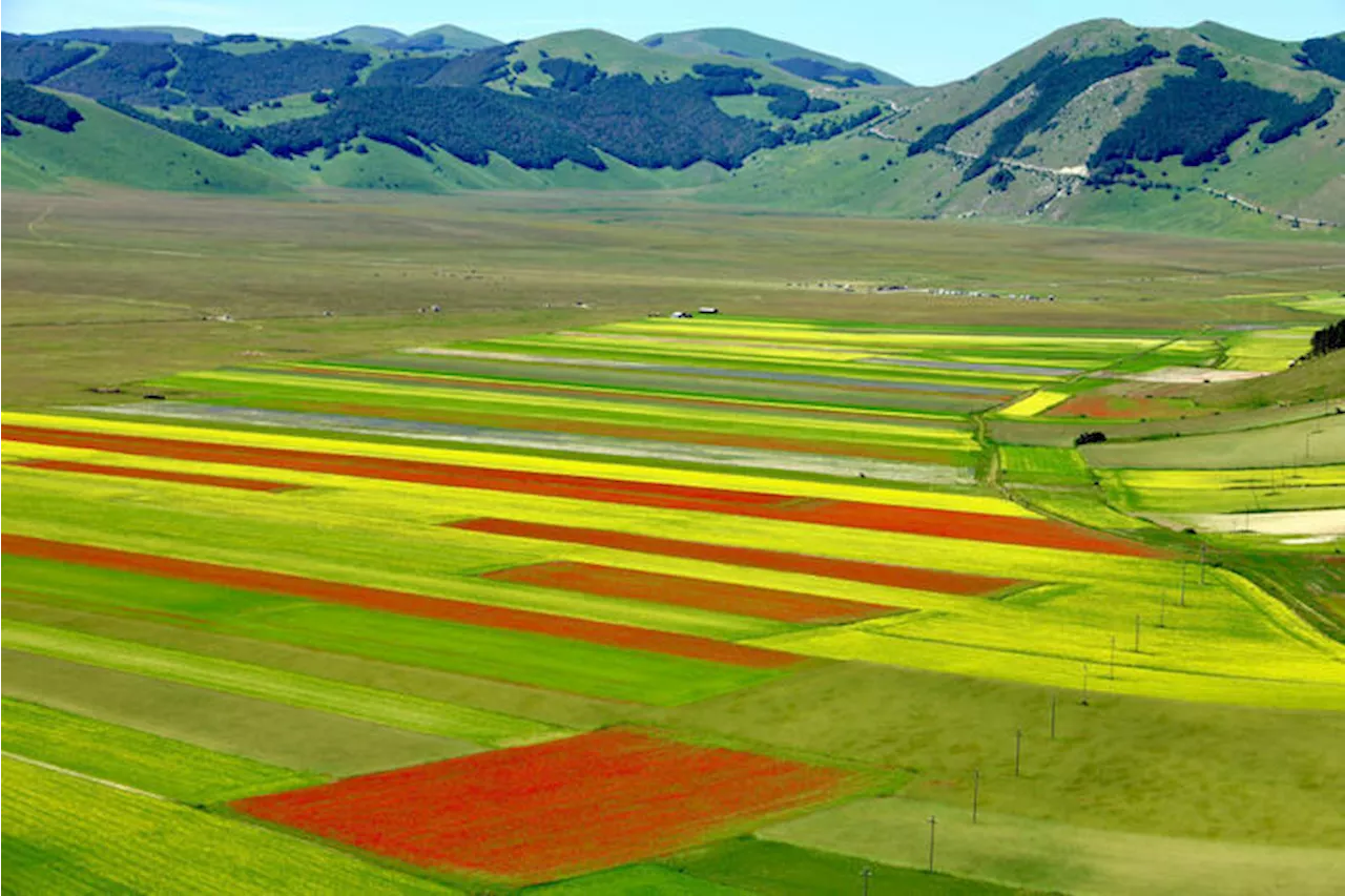 A Castelluccio di Norcia una delle più belle fioriture