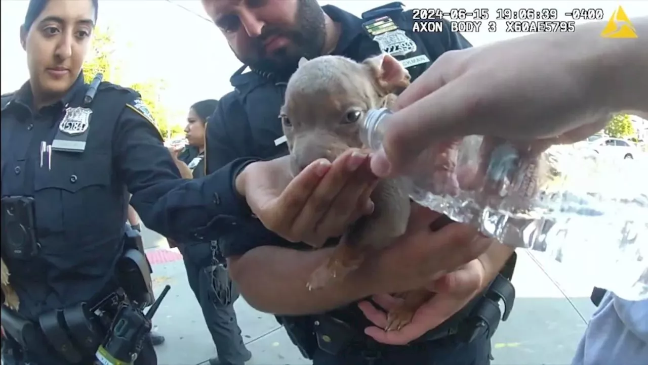 Queens cops rescue puppies bound in sack: 'These dogs would have been dead in 5 minutes'