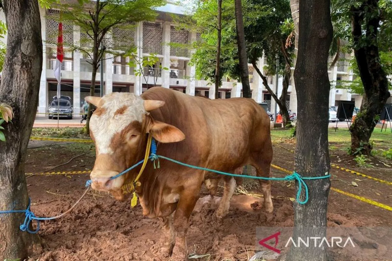 Katedral Jakarta sumbang seekor sapi kurban ke Masjid Istiqlal