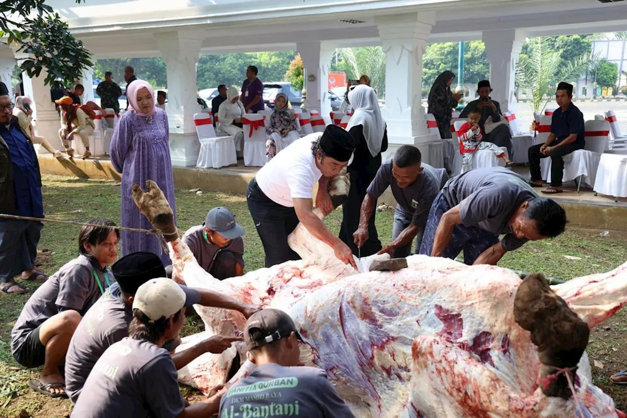 Sapi kurban dari Presiden Jokowi disembelih Pj Gubernur Banten