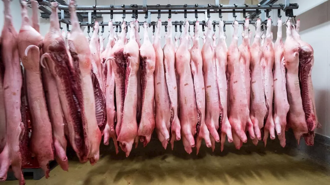 Nach Strafzöllen: China ermittelt gegen EU-Schweinefleisch
