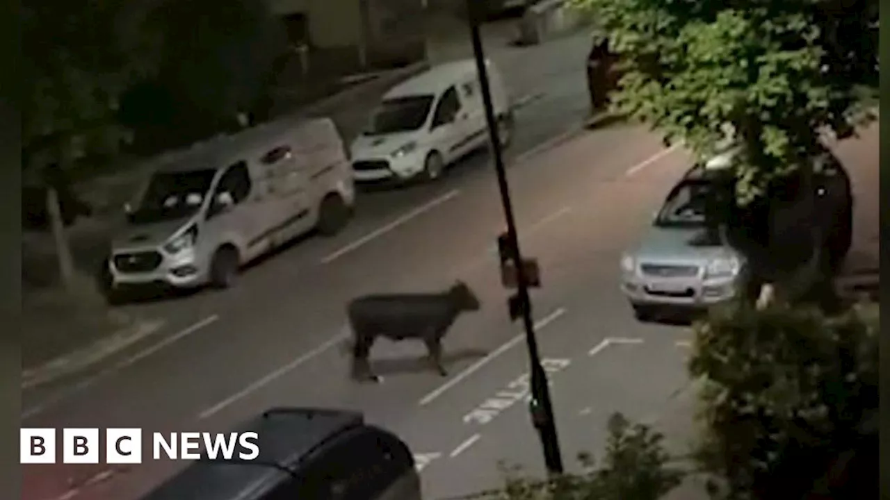 Staines: Farmer says police 'probably did right thing' in cow stop