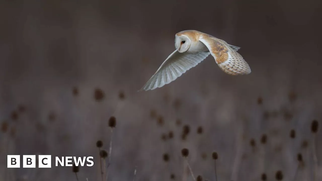 Appeal to save 'magical' Strawberry Hill rewilding haven