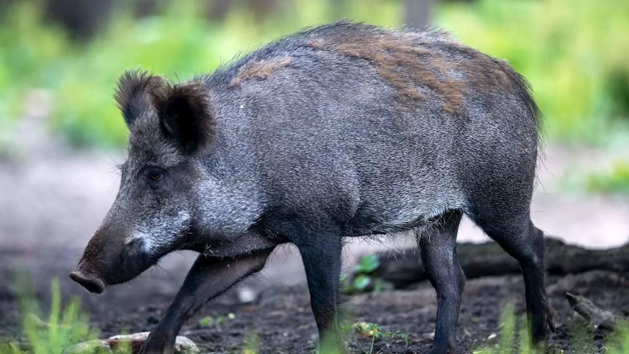 Wegen Schweinepest! Bauern in Hessen müssen Trecker stehen lassen