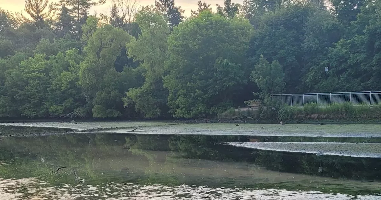 Here's why a Mississauga lake suddenly drained leaving residents perplexed