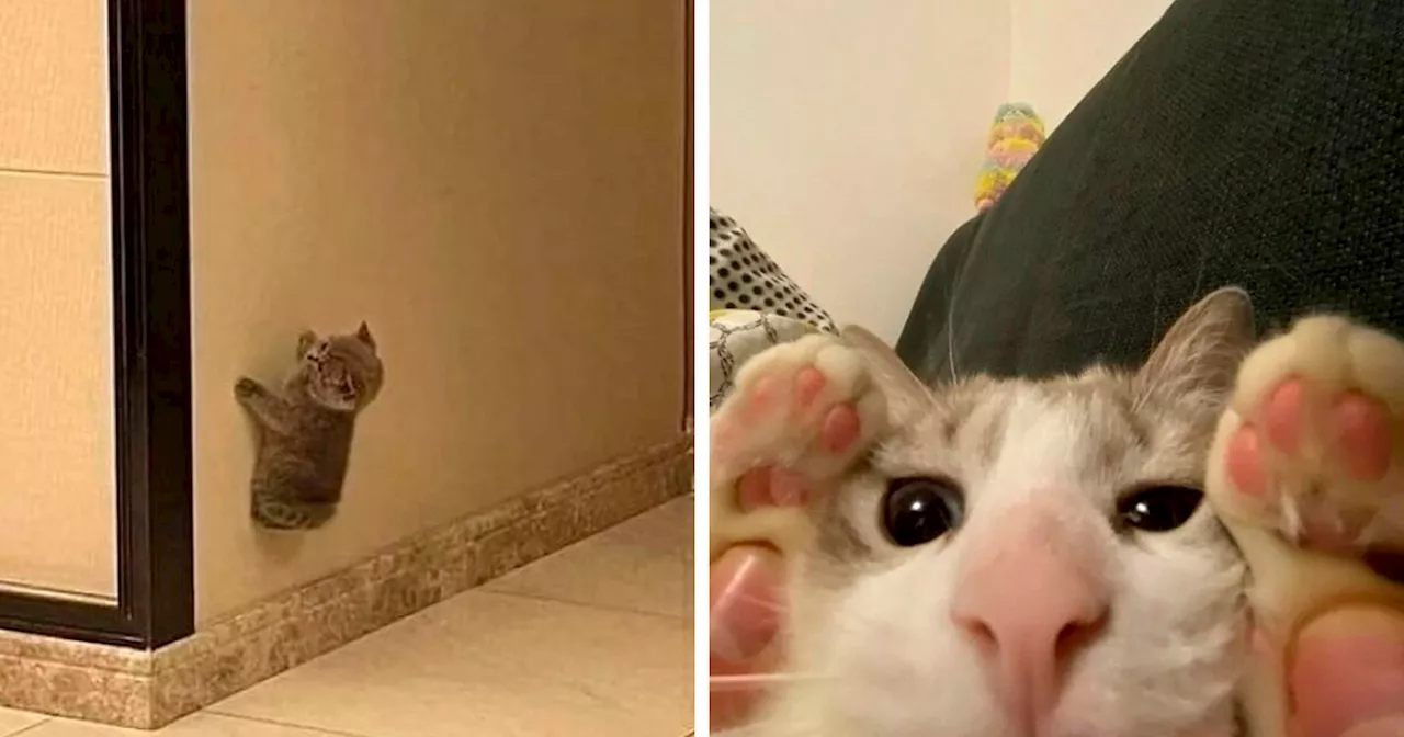 50 Magical Photos That Prove Cats Are Truly A Blessing, As Shared On This Instagram Page