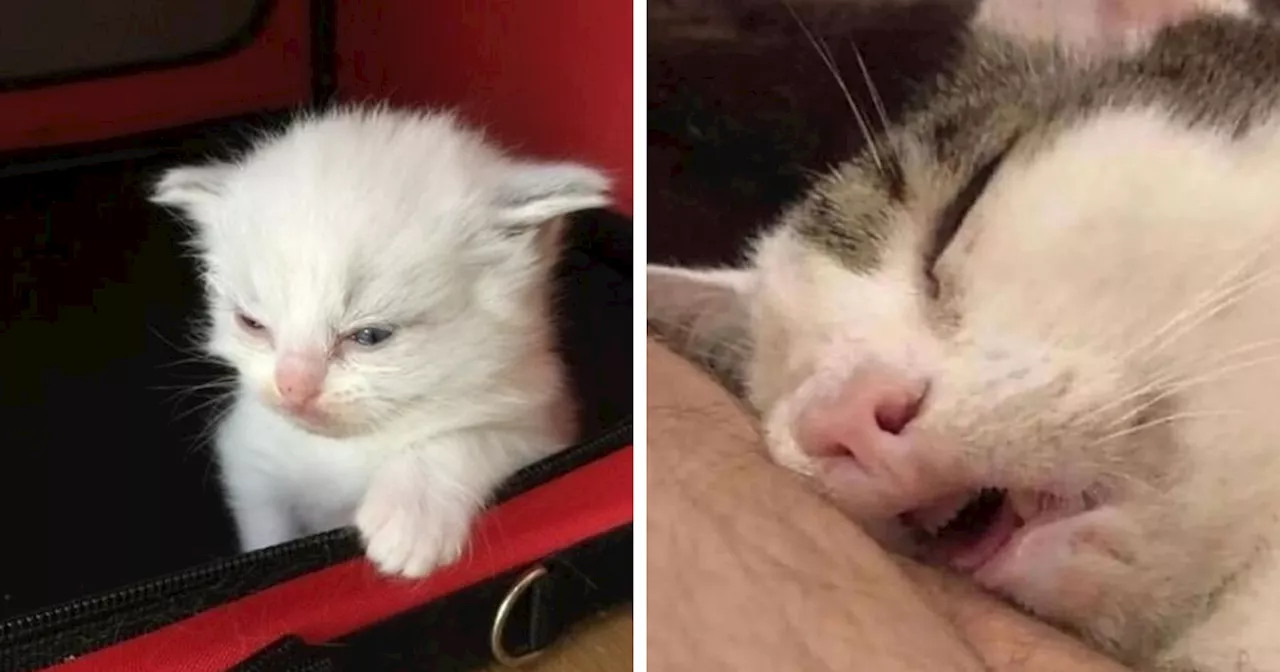 93 Magical Photos That Prove Cats Are Truly A Blessing, As Shared On This Instagram Page