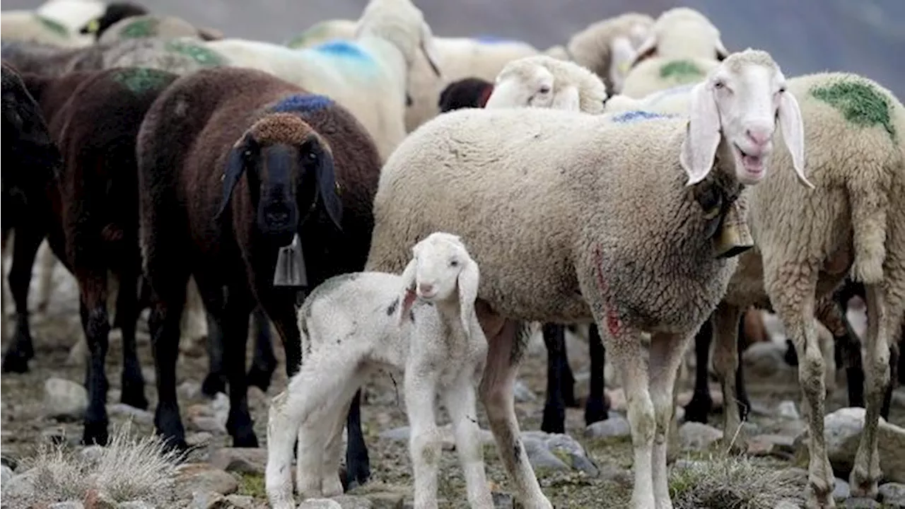 Ternyata Ini Alasan Historis Kambing Jadi Hewan Kurban Gantikan Ismail