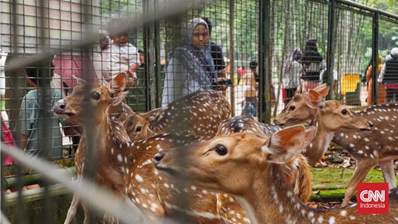 Ini Jadwal Buka Kebun Binatang Ragunan saat Momen Libur Idul Adha