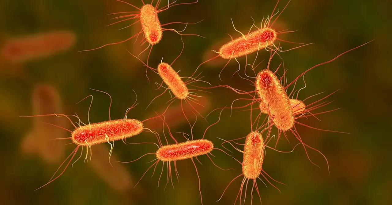 Tesco, Asda and Morrisons recall over 60 products amid E. coli fears