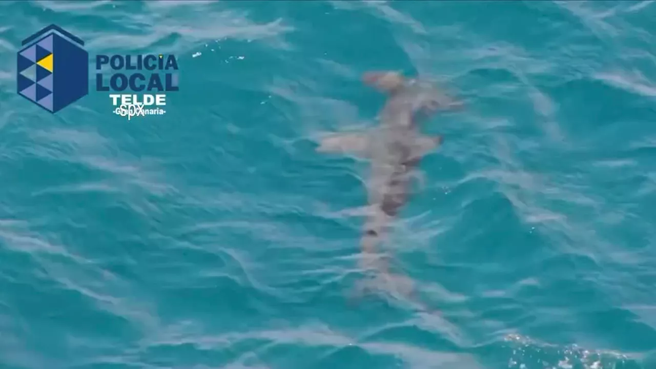 Fresh shark sightings spark MORE Spanish beach closures