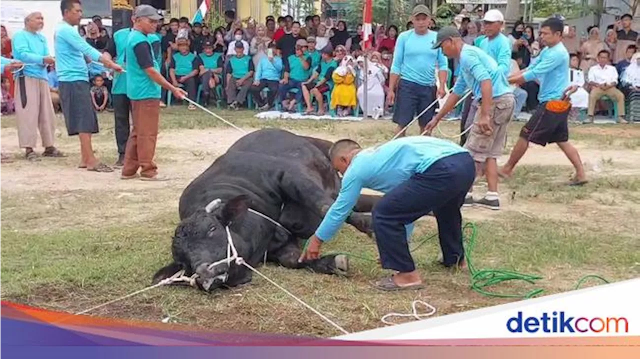 Keseruan Warga Lampung Tonton Penyembelihan Bonbon, Sapi Kurban dari Jokowi