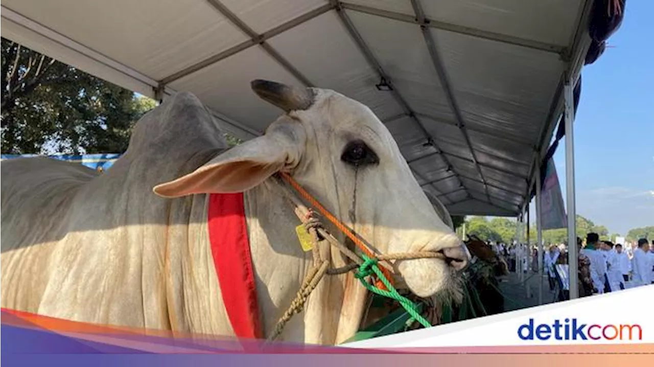 Mbrebes Mili, Sapi Kurban Jokowi di Surabaya Jadi Tontonan Usai Salat Id