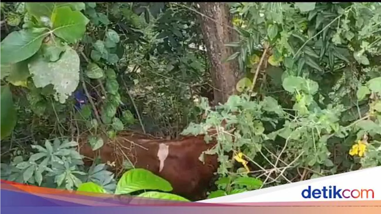 Sapi Kurban Ngamuk Saat Disembelih, Nyemplung Jurang 5 Meter di Prambanan