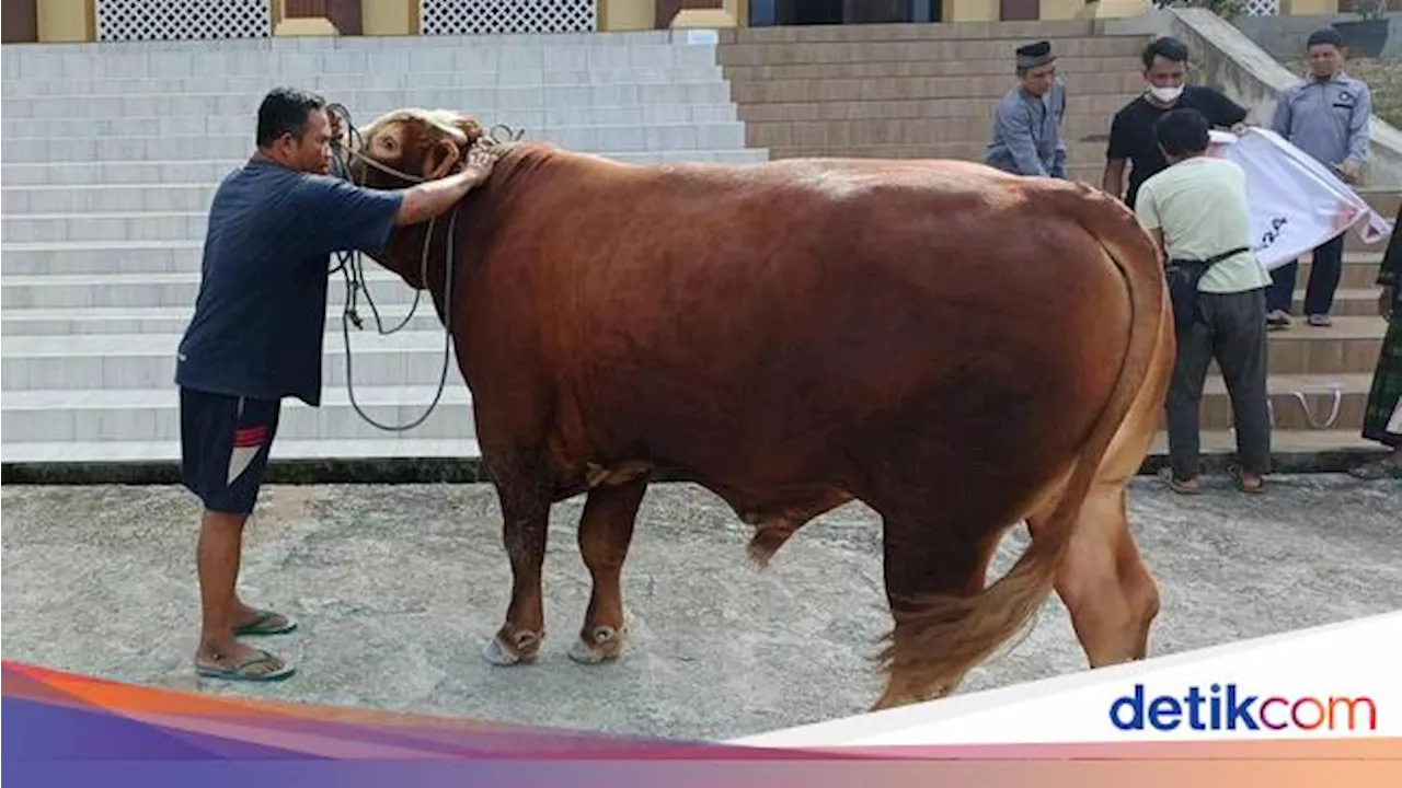 Bobot 900 Kg, Ini Sapi Kurban Sumbangan Jokowi buat Warga Sekitar IKN