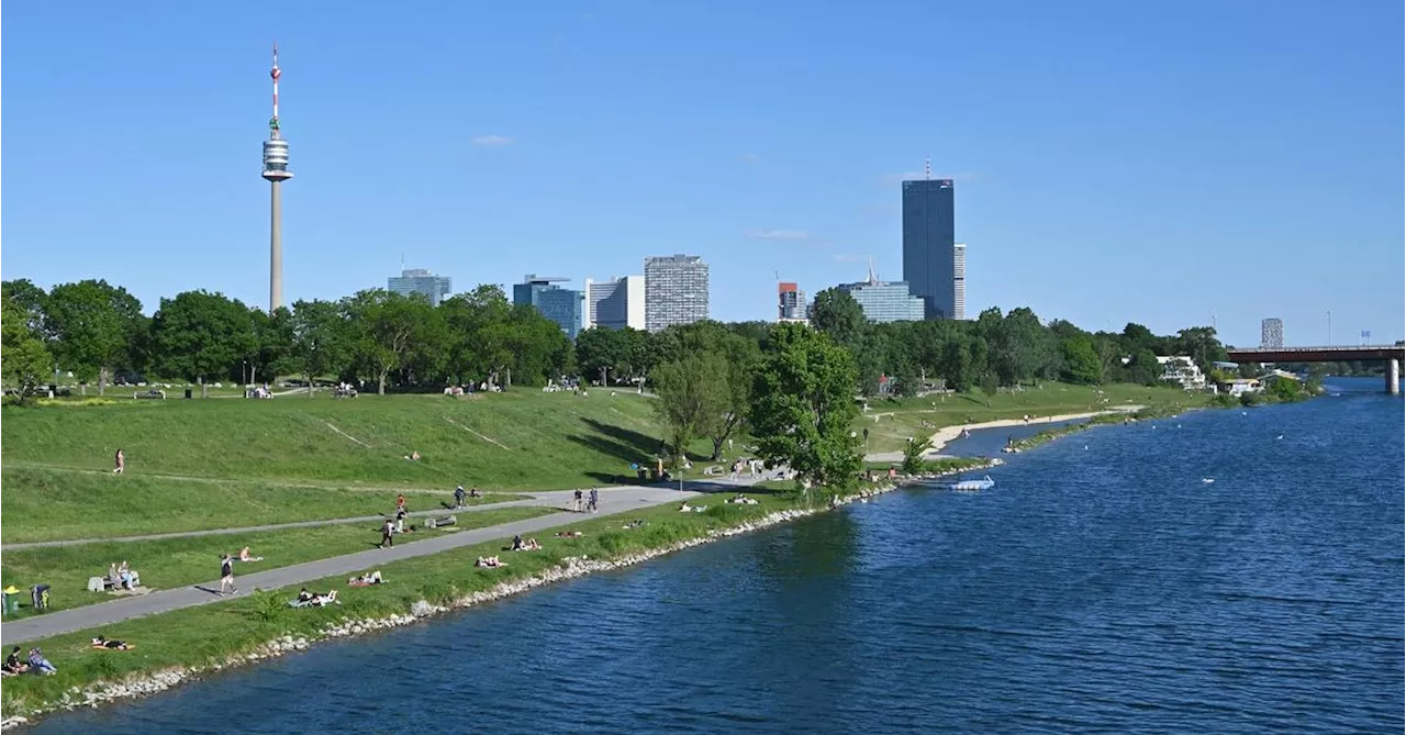 Donauinselfest: Allergiker müssen sich auf Gräserpollen und Pilzsporen einstellen