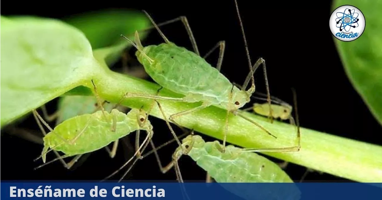 El truco viral de los expertos para acabar con las plagas y pulgones de tus plantas