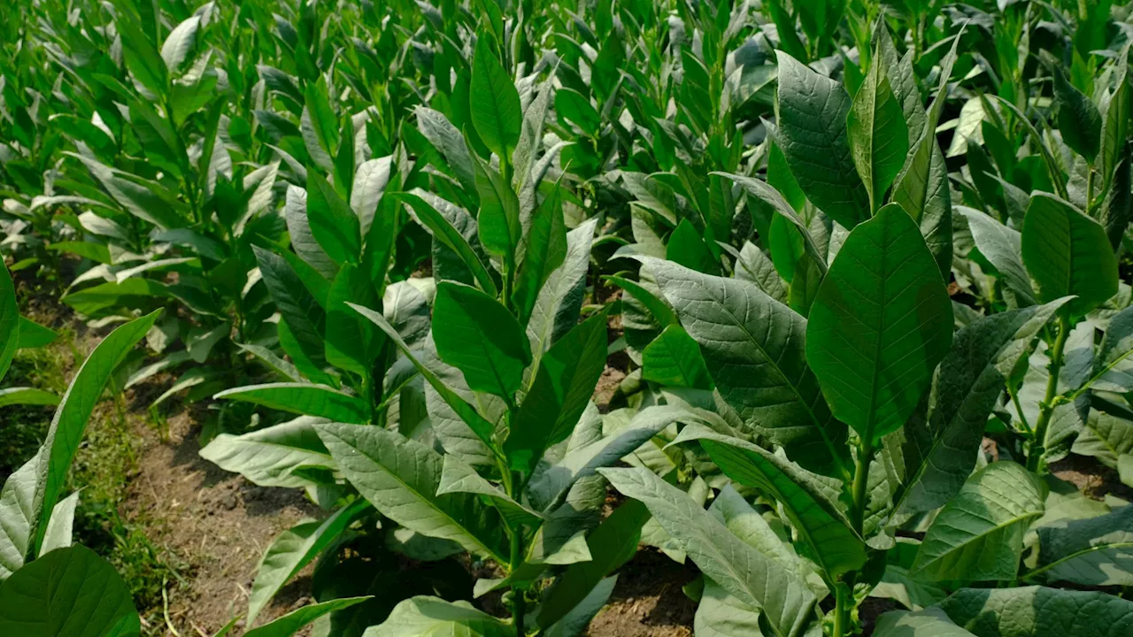 Tobacco-like plant produces breast milk nutrients with gene modification