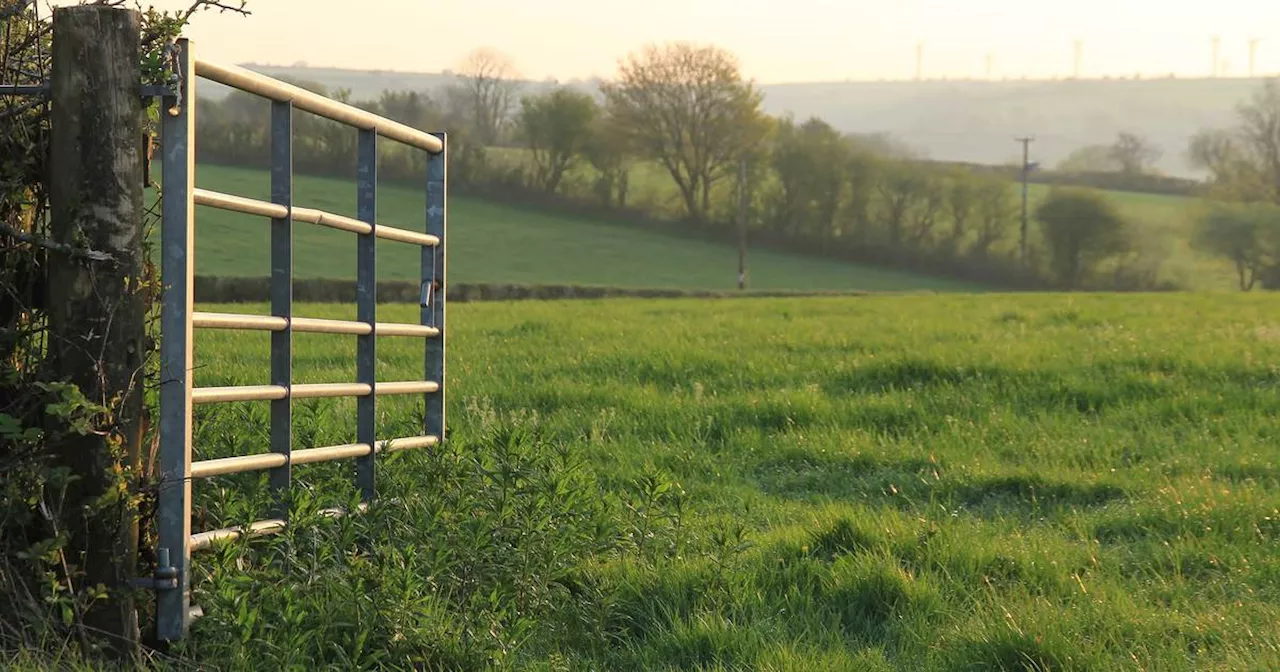 Man’s death helping cow give birth to calf shows stresses of farming, coroner says