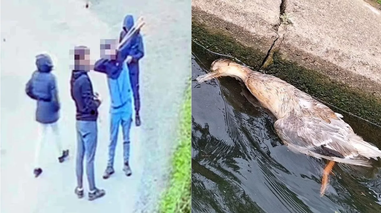 Adolescentes são suspeitos de torturar e matar patinhos, pombos e pavões com estilingues na Inglaterra