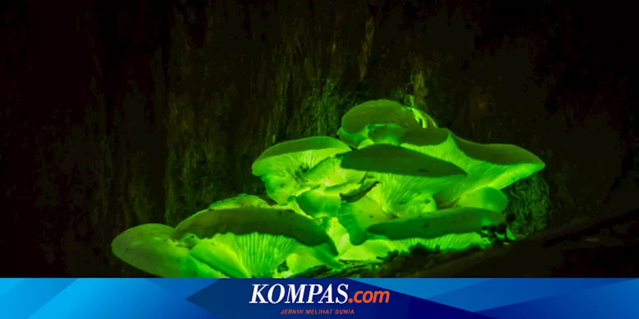 Beberapa Jamur Bisa Menyala dalam Gelap, Kenapa Begitu?