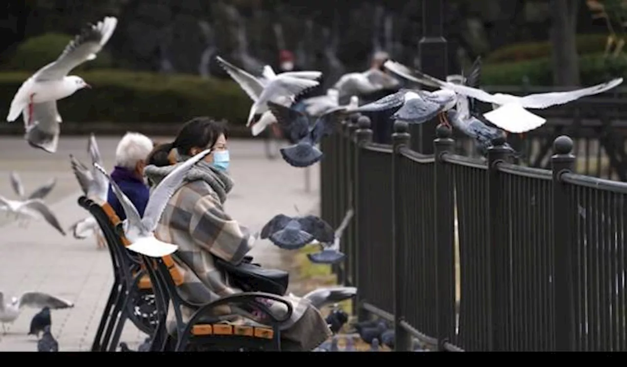 Kota di Jerman Lakukan Referendum Demi Bisa Bunuh Burung Merpati, Kok Bisa?