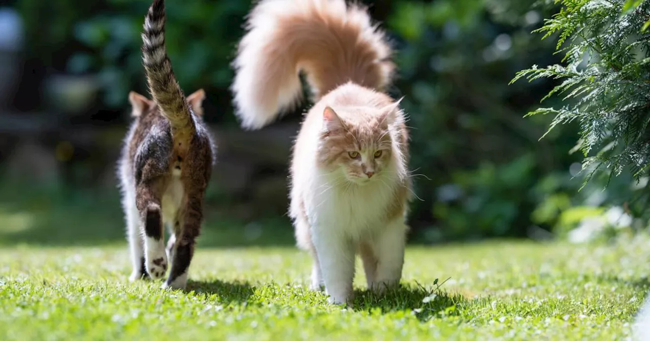 Tiercoach: Kann Baldrian feindselige Katzen besänftigen?