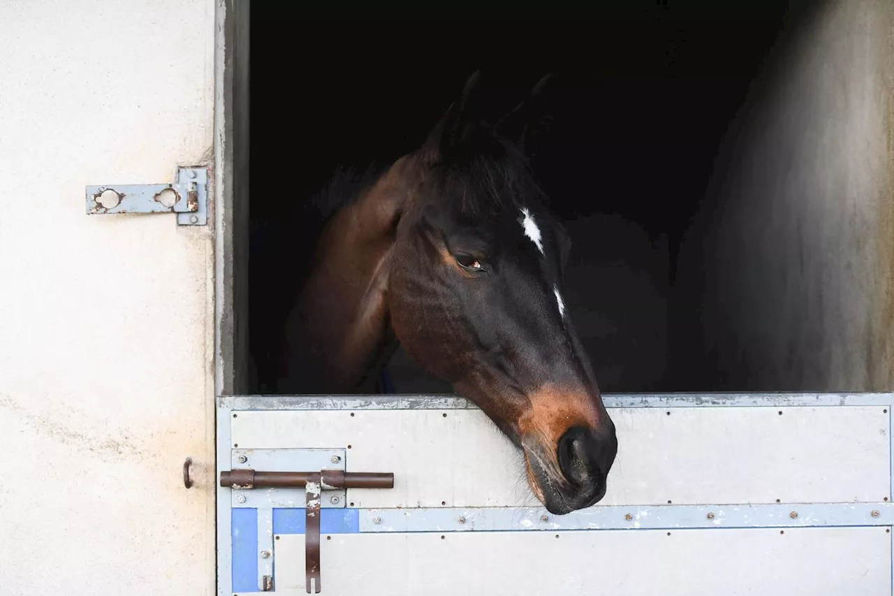 Paris 2024 : sur le bien-être animal, les Jeux olympiques se veulent exemplaires