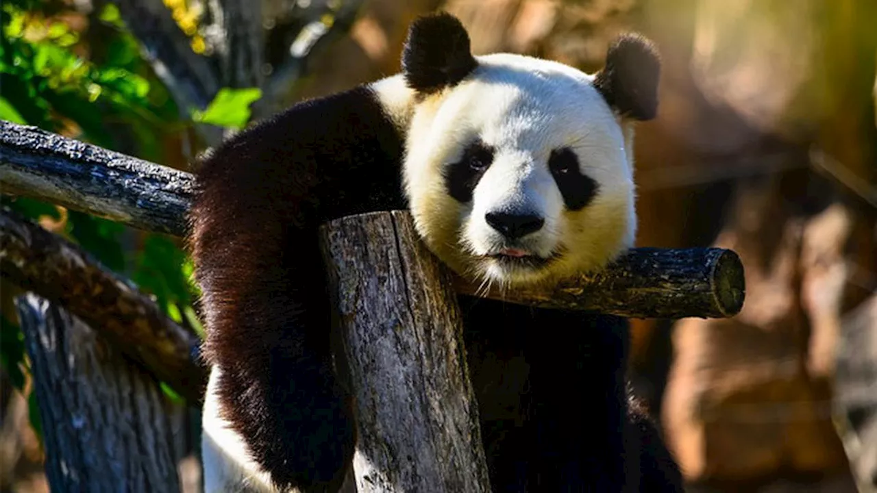 China Bakal Kirim Panda Baru untuk Australia, Pulangkan Wang Wang dan Fu Ni