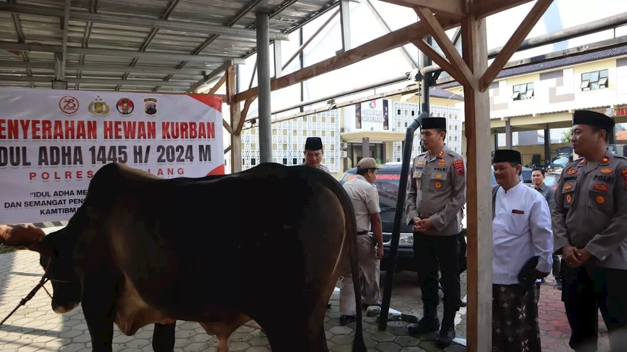 Sapi-Sapi dan Kambing Polres Pemalang untuk Warga di Hari Raya Idul Adha