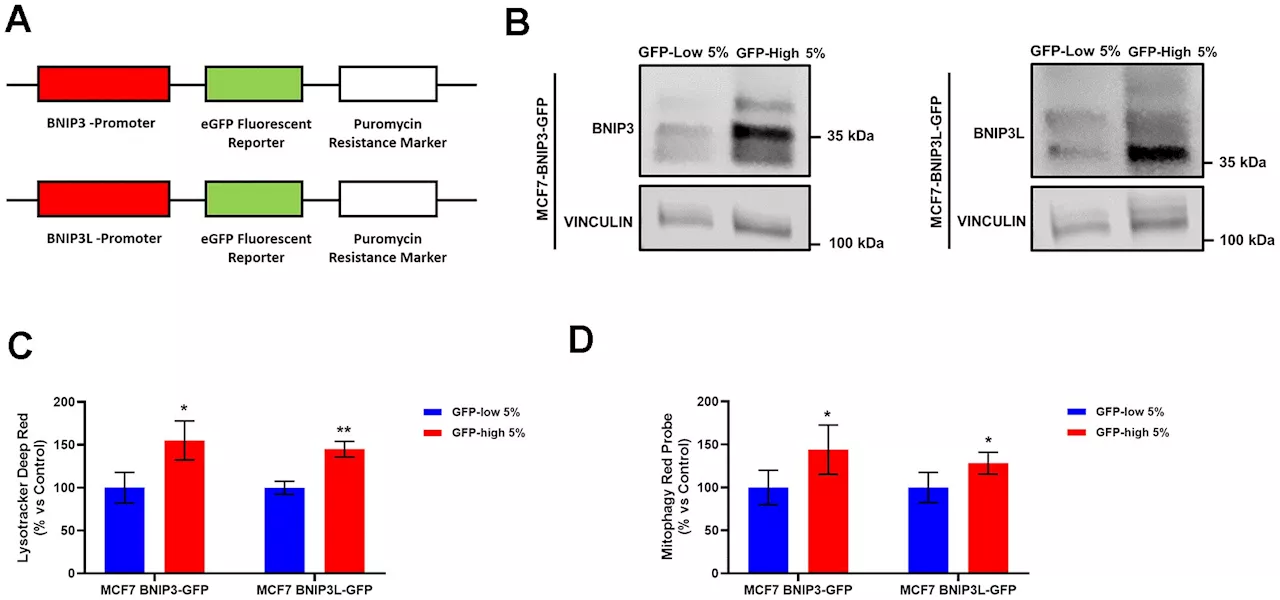 Mitophagy and cancer: Researchers describe a new model system to enrich sub-populations of cancer cells